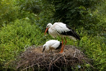 White Stork, ciconia ciconia, Adult with Chick on Nest