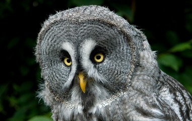 Great Grey Owl, strix nebulosa, Portrait of Adult