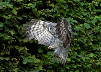 Great Grey Owl, strix nebulosa, Adult in Flight