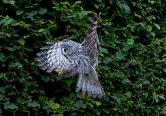 Great Grey Owl, strix nebulosa, Adult in Flight