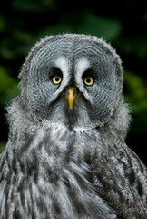Great Grey Owl, strix nebulosa, Portrait of Adult