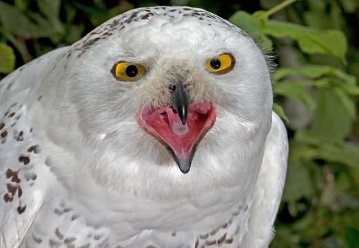 Snowy Owl, nyctea scandiaca, Portrait of Adult with Open Beak, Calling