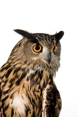 European Eagle Owl, asio otus, Adult