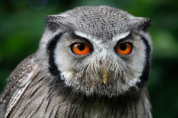 White-faced Scops Owl, otus leucotis, Portrait of Adult