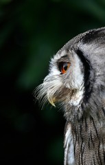 Naklejka premium White-faced Scops Owl, otus leucotis, Portrait of Adult