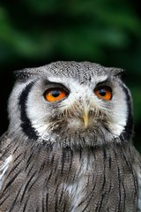 White-faced Scops Owl, otus leucotis, Portrait of Adult