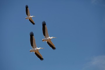 Great White Pelican, pelecanus onocrotalus, Group in Flight against Blue Sky