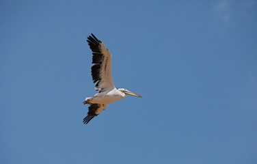 Fototapeta na wymiar Great White Pelican, pelecanus onocrotalus, Adult in Flight against Blue Sky