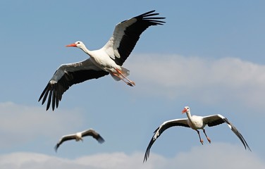 White Stork, ciconia ciconia, Group in Flight - obrazy, fototapety, plakaty