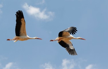 White Stork, ciconia ciconia, Adults in flight