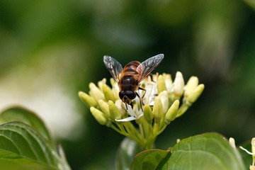 Fly standing on Flower, Normandy