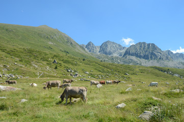 Fototapeta na wymiar vache elevage troupeau agriculture paturage montagne