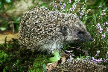 European Hedgehog, erinaceus europaeus, Adult standing near Heaters, Normandy