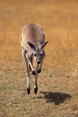 Red Kangaroo, macropus rufus, Adult leaping