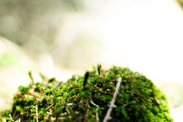 Moos Detailaufnahme