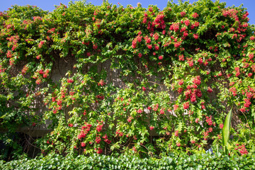 Flower blossoms on the wall