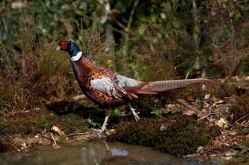Common Pheasant, phasianus colchicus, Male with Beautifull Colors, Normandy
