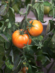 Red tomatoes ripening in vegetable garden