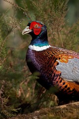 Common Pheasant, phasianus colchicus, Male with Beautifull Colors, Normandy