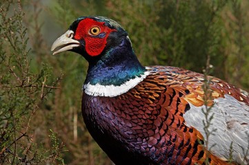 Common Pheasant, phasianus colchicus, Male with Beautifull Colors, Normandy