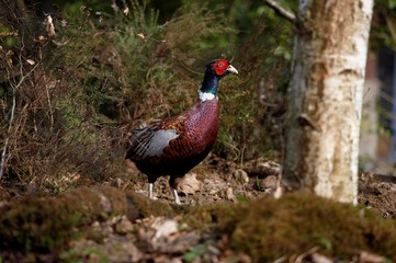 Common Pheasant, phasianus colchicus, Male with Beautifull Colors, Normandy
