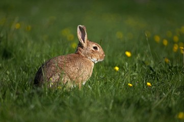 European Rabbit or Wild Rabbit, oryctolagus cuniculus, Adult standing in Yellow Flowers, Normandy