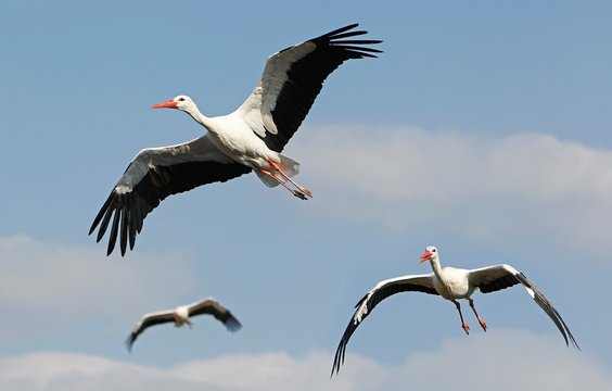 White Stork, ciconia ciconia, Group in Flight