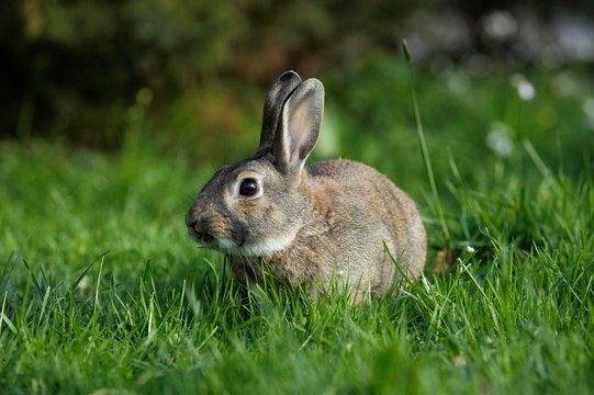 European Rabbit or Wild Rabbit, oryctolagus cuniculus, Adult standing on Grass, Normandy