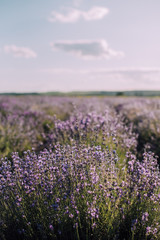 Fototapeta na wymiar Blooming rows of lavender field at sunset