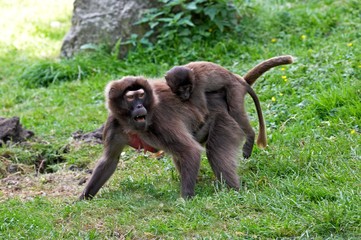 Gelada Baboon, theropithecus gelada, Female carrying Young on its Back