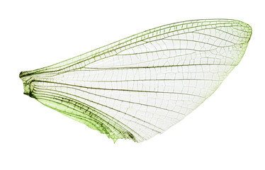 The cut out single wing of an insect as a close-up with fine ramifications and structures.