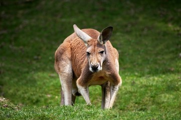Red Kangaroo, macropus rufus, Adult standing on Grass