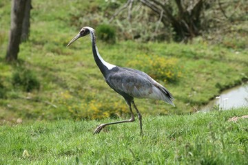 Obraz na płótnie Canvas White-Naped Crane, grus vipio, Adult walking on Grass