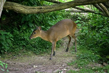 Chinese Muntjac, muntiacus reevesi, Adult standing under Tree