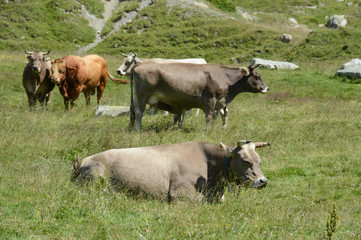 vache elevage troupeau agriculture paturage montagne