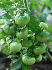 Green tomatoes ripening in vegetable garden