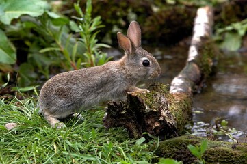 European Rabbit or Wild Rabbit, oryctolagus cuniculus, Young standing on Grass, Normandy