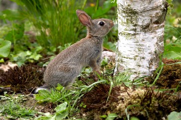 European Rabbit or Wild Rabbit, oryctolagus cuniculus, Young smelling Tree Trunk, Normandy