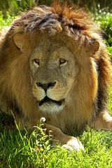 African Lion, panthera leo, Portrait of Male