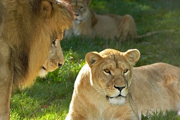 African Lion, panthera leo, Male and Females