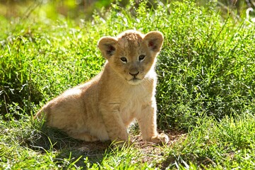 African Lion, panthera leo, Cub sitting on Grass