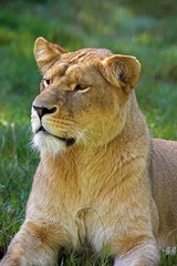 African Lion, panthera leo, Portrait of Female