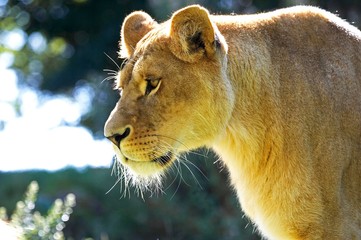 African Lion, panthera leo, Portrait of Female