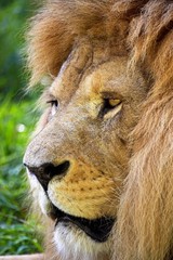 African Lion, panthera leo, Portrait of Male