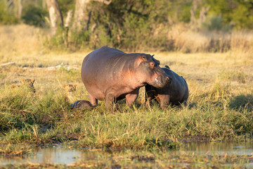 Fototapeta premium Hippo mother and young out of water being watched by a pride of lions in Khwai Botswana