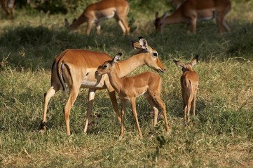 Naklejka na ściany i meble Impala, aepyceros melampus, Female with Young, Masai Mara park in Kenya