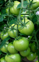 Green tomatoes ripening in vegetable garden