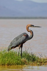 Goliath Heron, ardea goliath, Adult standing near Water, Baringo Lake in Kenya