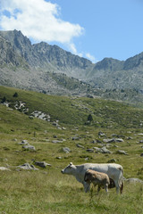 Fototapeta na wymiar vache elevage troupeau agriculture paturage montagne