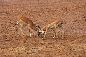 Naklejka na ściany i meble Impala, aepyceros melampus, Males fighting, Masai Mara park in Kenya